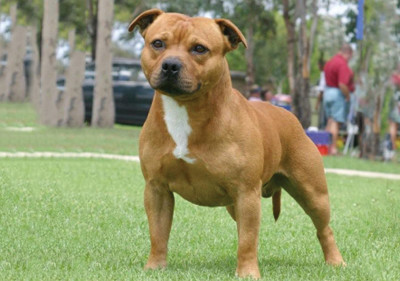staffordshire_bull_terrier
