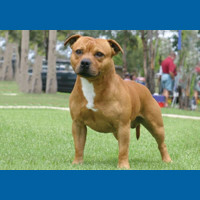 staffordshire_bull_terrier