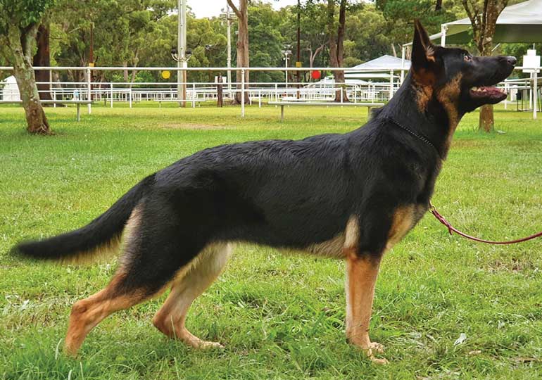 Breeder Gallery Large Image