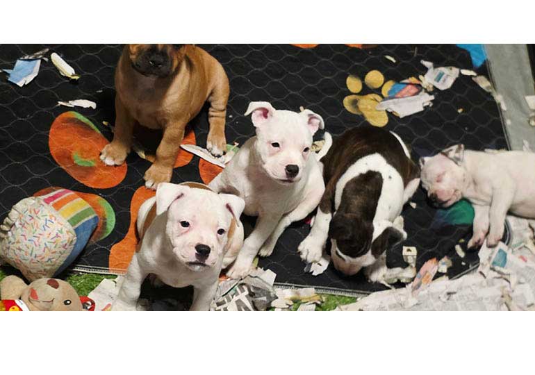 Breeder Gallery Large Image