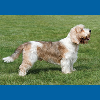 grand_basset_griffon_vendeen