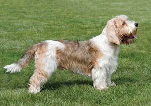 grand_basset_griffon_vendeen