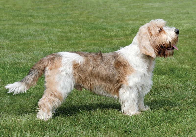 Breed Standard - Grand Basset Griffon Vendeen