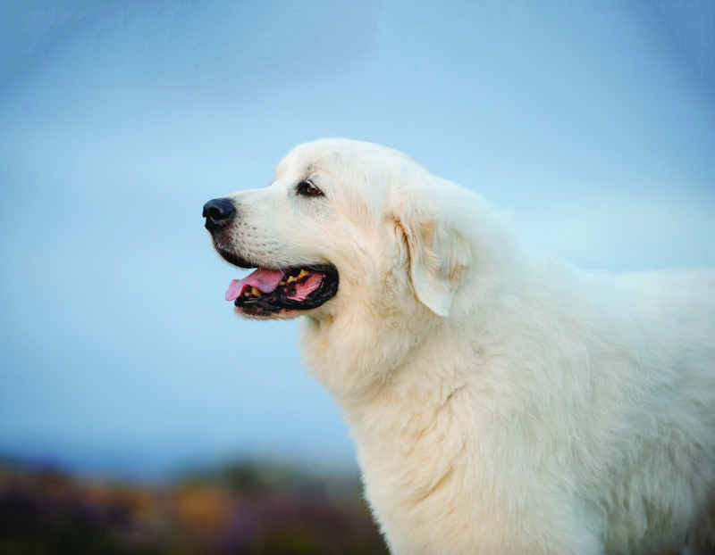 shutterstock_1071892196