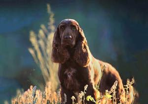 Breeder - Ms Stephanie Betts