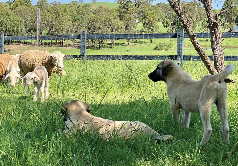 Breeder Gallery Large Image