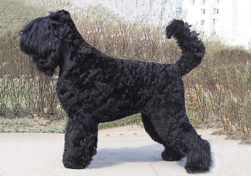 Breed Standard - Russian Black Terrier