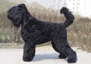 russian_black_terrier