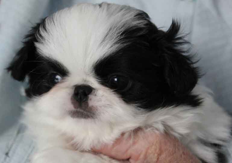 Breeder Gallery Large Image