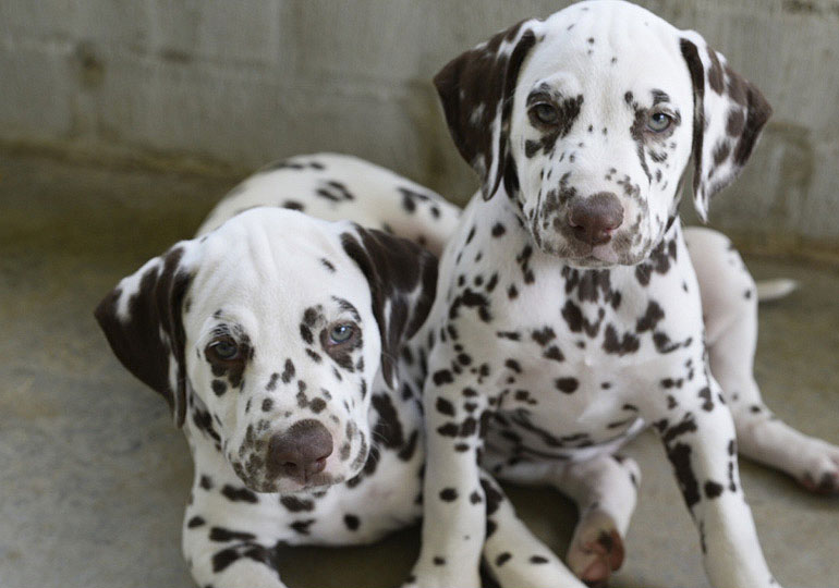Breeder - Mrs Tina Taylor