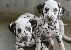 Breeder - Mrs Tina Taylor