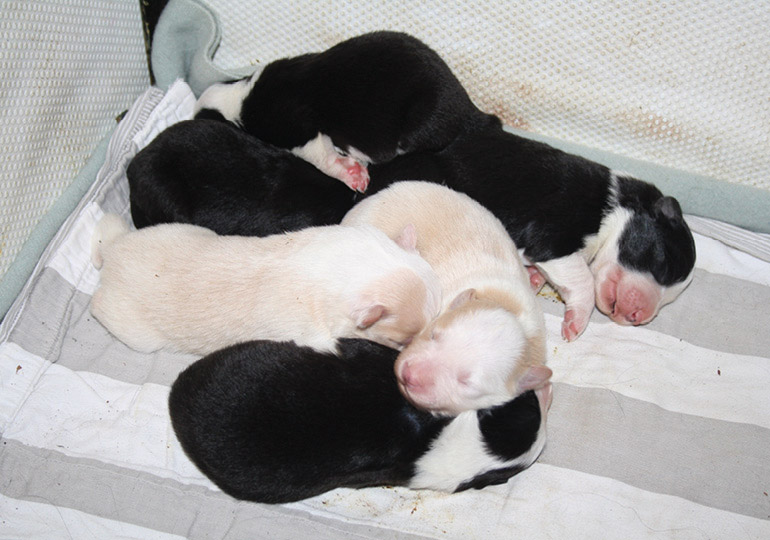 Breeder Gallery Large Image