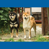 shiba_inu