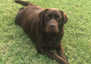 Breeder - Mrs Diane Saliba