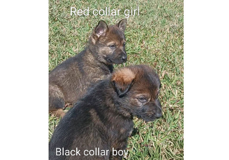 Breeder Gallery Large Image