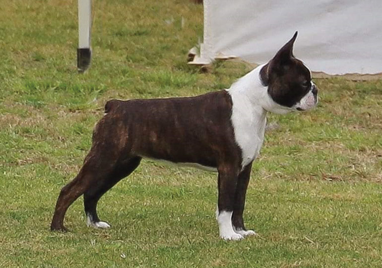 Breeder Gallery Large Image