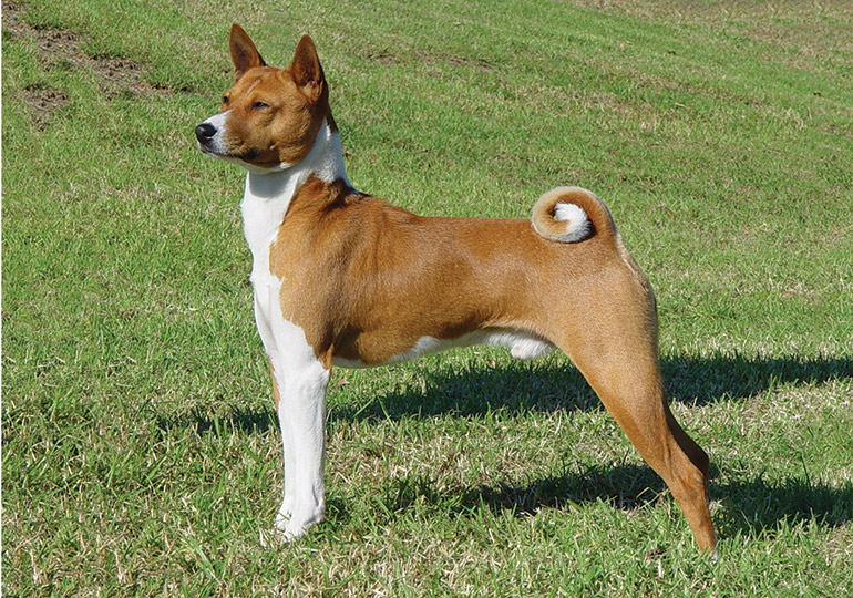 Basenji