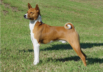 basenji