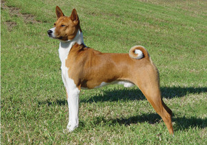 basenji