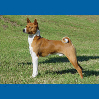 basenji