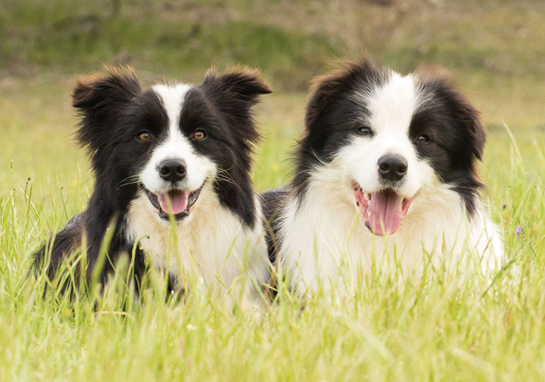Breeder Gallery Large Image