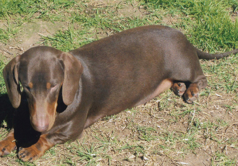Breeder Gallery Large Image