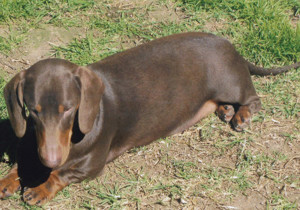 Breeder - Mr Donald Smith