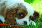 pup 2