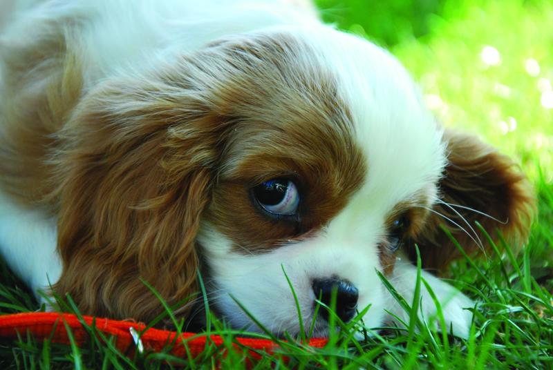 pup 2