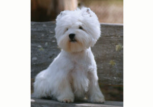 Breeder - Mrs Lynette Brown