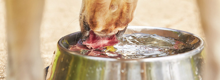 hydration.jpg