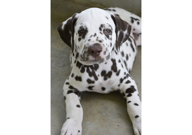 Breeder Gallery Large Image