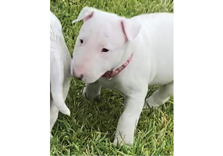 Breeder Gallery Large Image