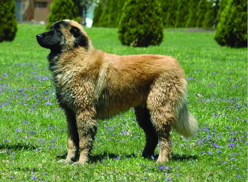 Estrela Mountain Dog