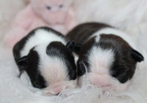 Breeder - Ms Renee Toovey