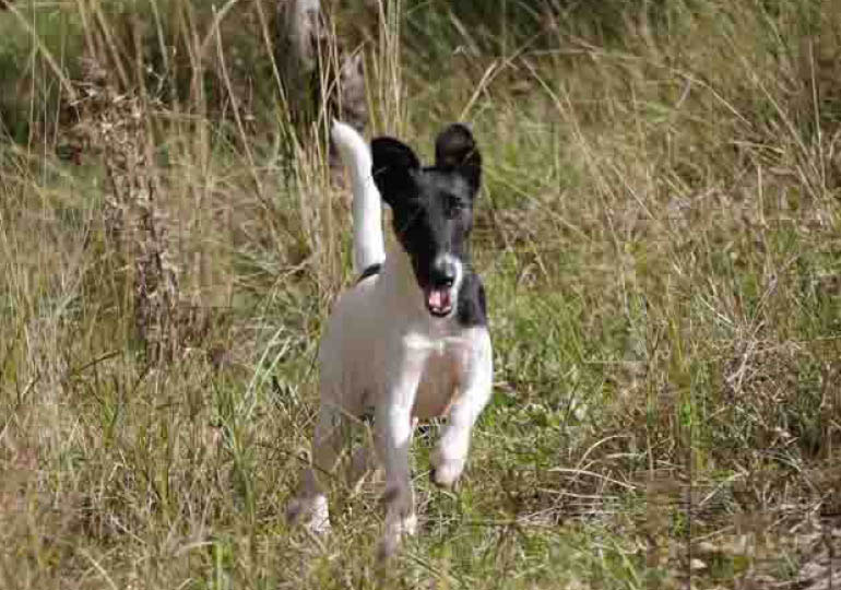Breeder Gallery Large Image