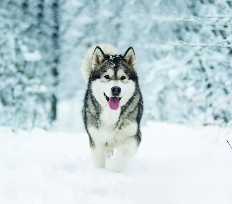 alaskan-malamute-3931550 - edited