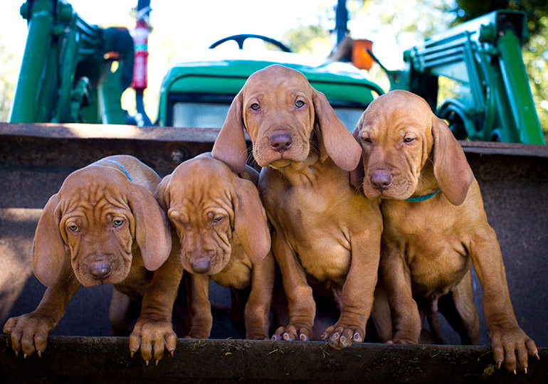Breeder Gallery Large Image