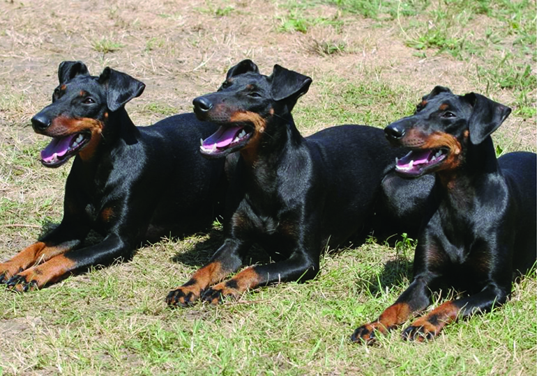 manchester_terrier