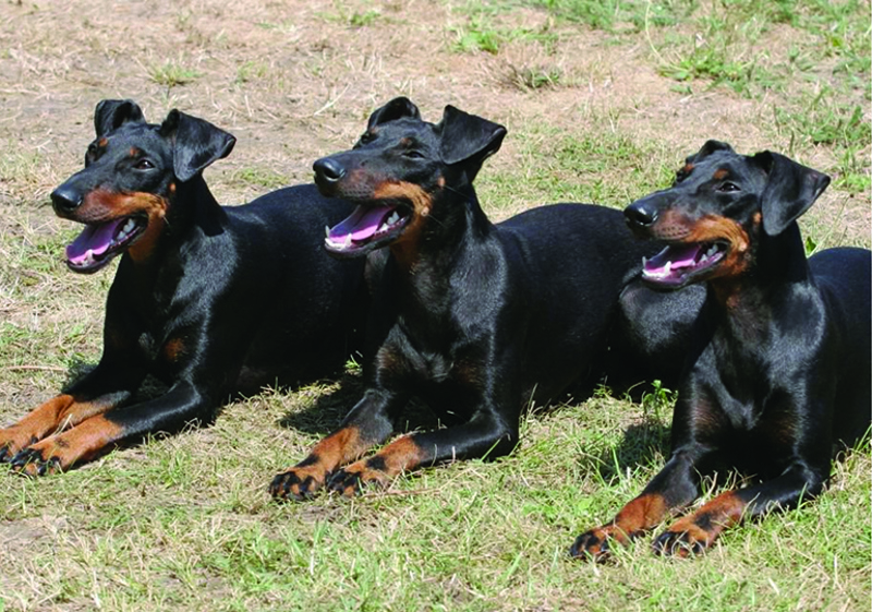 Breed Standard - Manchester Terrier