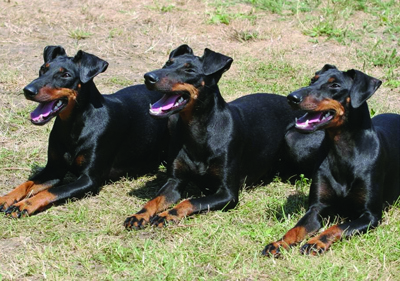 manchester_terrier