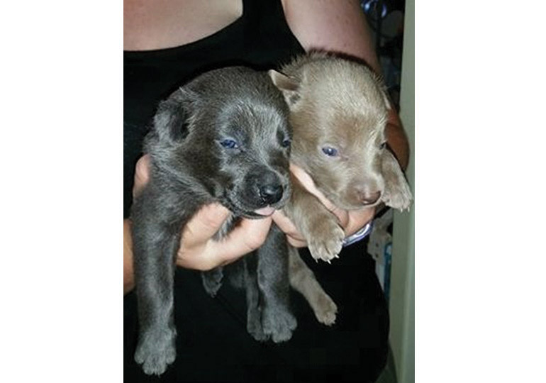 Breeder Gallery Large Image