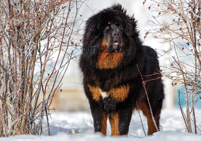 tibetan_mastiff
