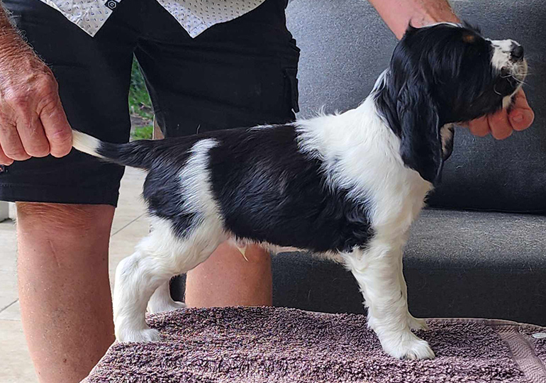 Breeder Gallery Large Image