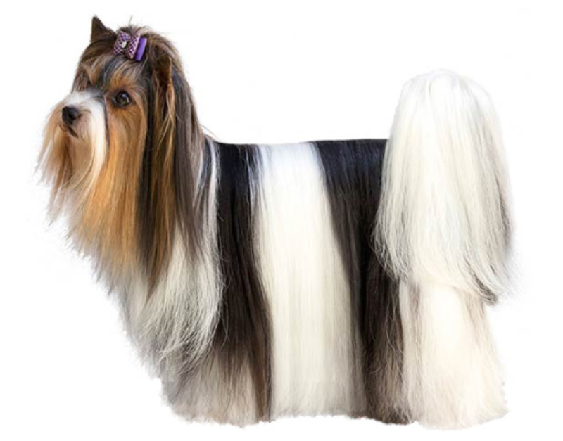 Biewer Terrier