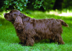 sussex_spaniel
