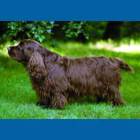 sussex_spaniel