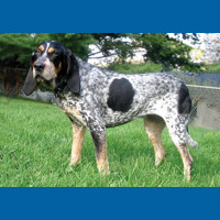 bluetick_coonhound
