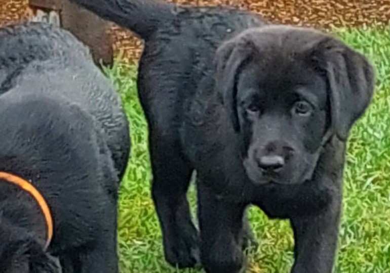 Breeder Gallery Large Image