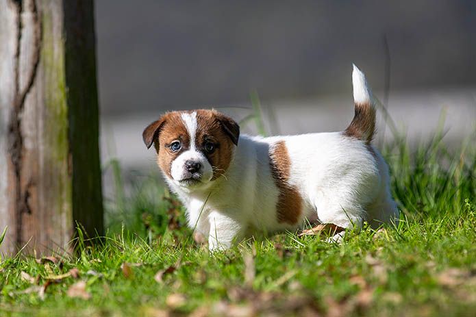 Breeder Gallery Large Image